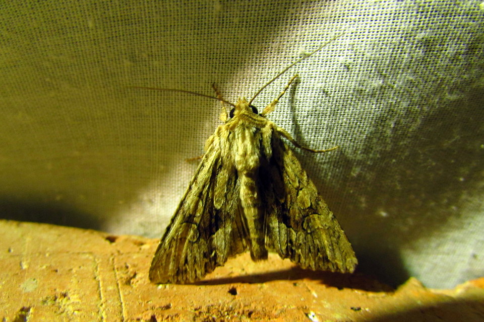 Apamea monoglypha - nagy dudvabagoly