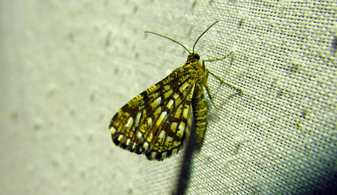 Chiasmia clathrata - rácsos rétiaraszoló
