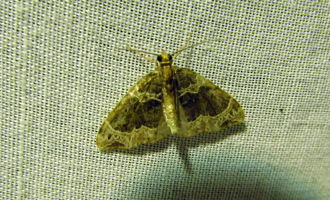 Ecliptopera silaceata - barna tarkaaraszoló
