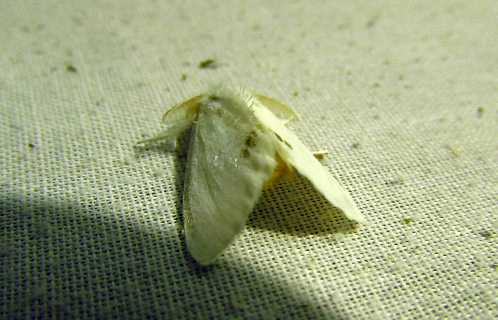 Sphrageidus similis - sárgafarú szövő