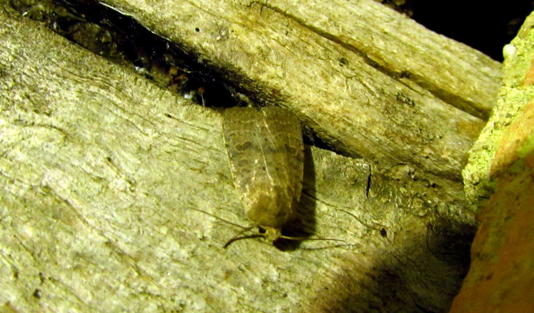Hoplodrina octogenaria - barna selymesbagoly