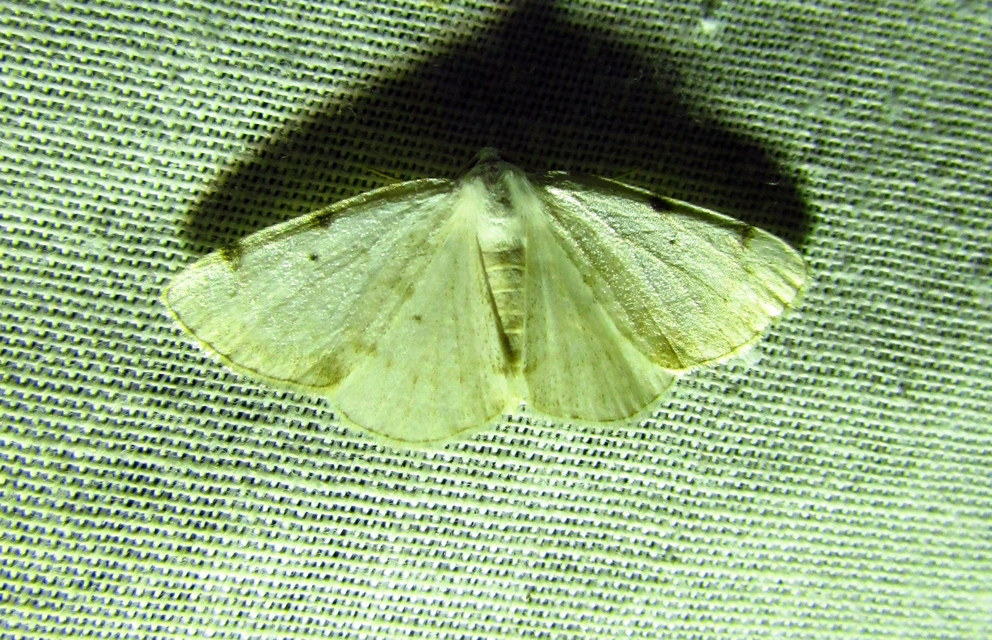 Lomographa bimaculata - kétpontos fehéraraszoló