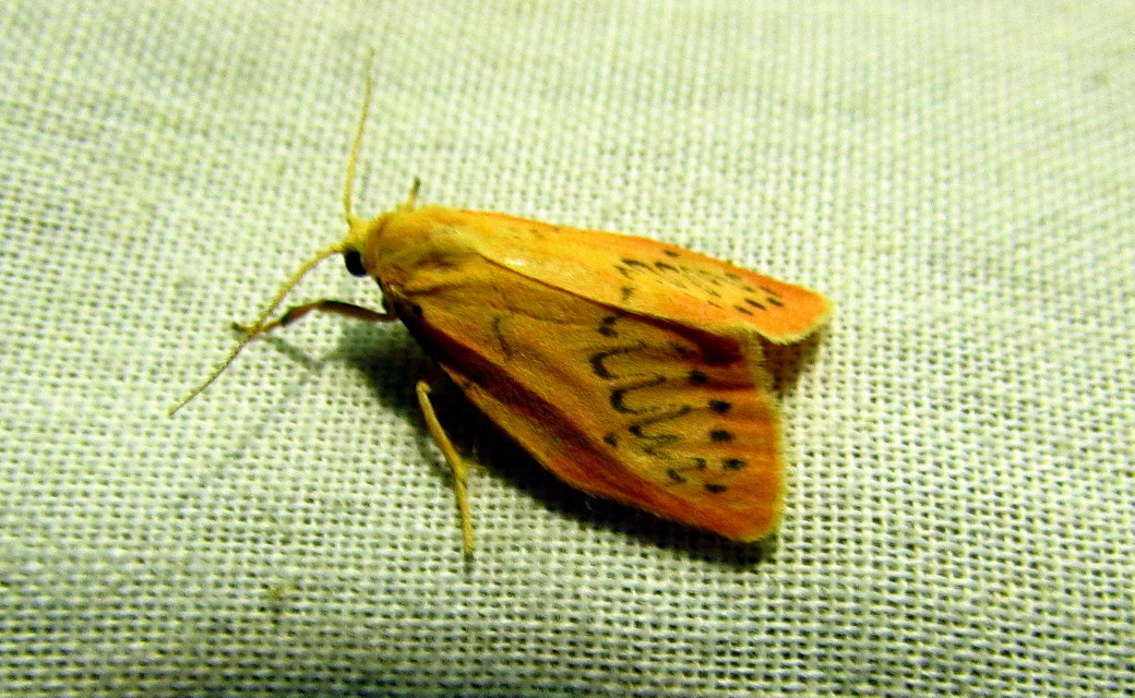 Miltochrista miniata - piros medvelepke