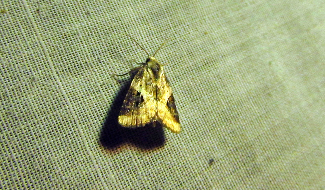 Pseudeustrotia candidula - fehéres apróbagoly