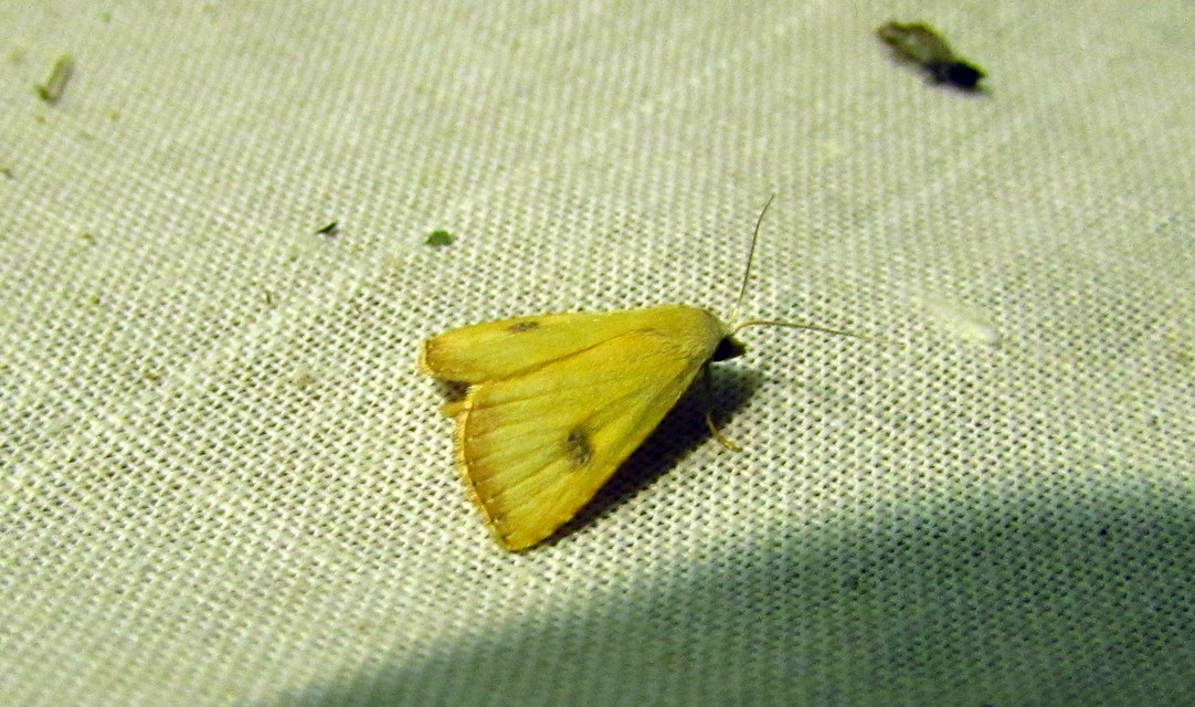 Rivula sericealis - selymes lórombagoly