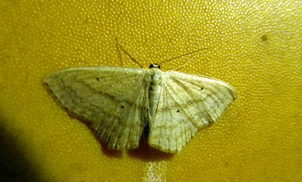 Scopula nigropunctata - feketepettyes araszoló