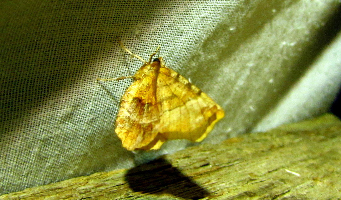 Selenia dentaria - kétfoltos holdasaraszoló