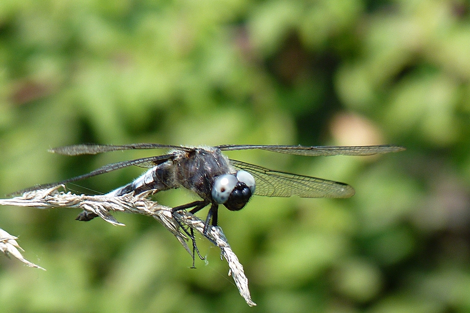 Libellula fulva - kisfoltos laposacsa