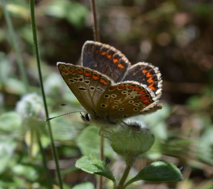 Aricia agestis - szerecsenboglárka