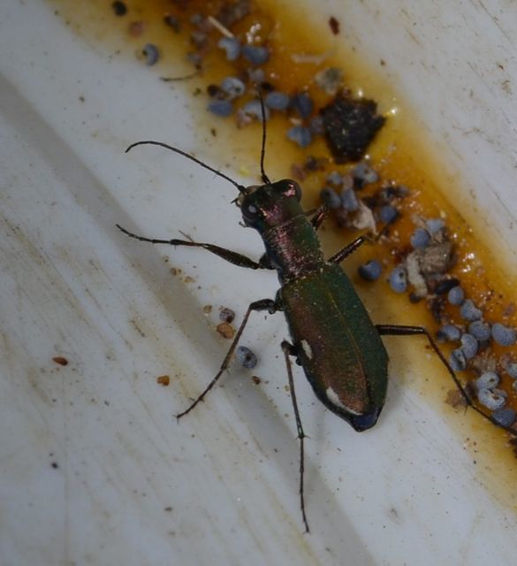 Cylindera germanica - parlagi homokfutrinka