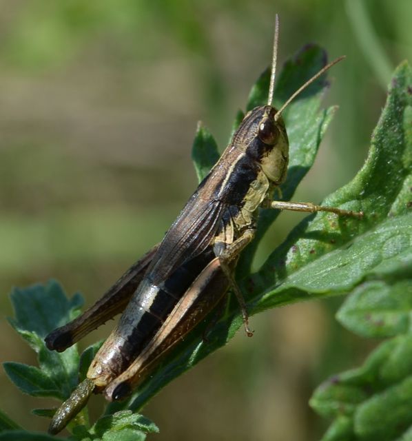 Pseudochorthippus parallelus - közönséges rétisáska