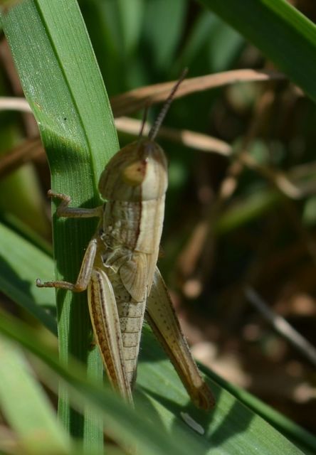 Euchorthippus