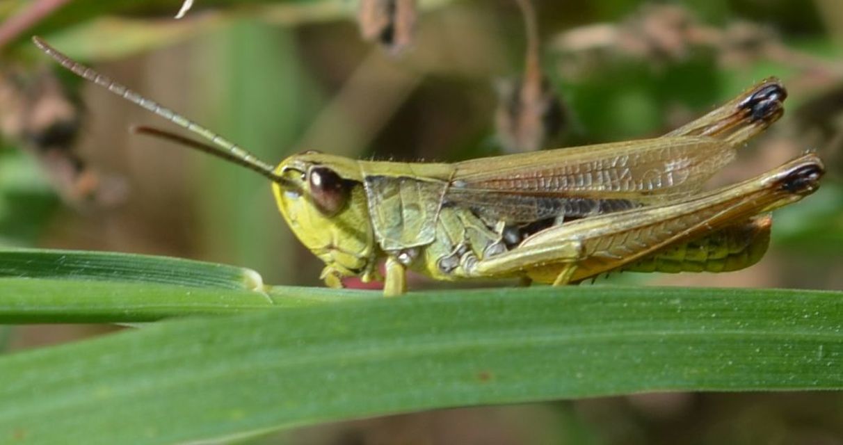 Pseudochorthippus parallelus - közönséges rétisáska