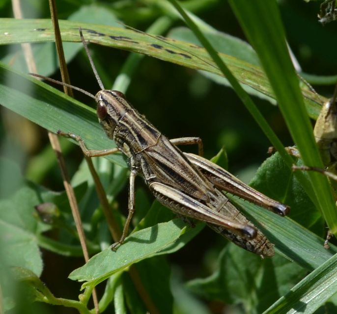 Pseudochorthippus parallelus - közönséges rétisáska