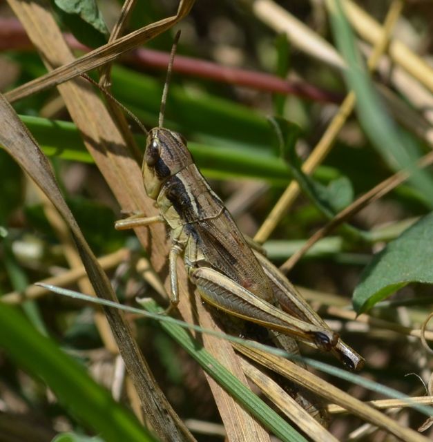 Pseudochorthippus parallelus - közönséges rétisáska