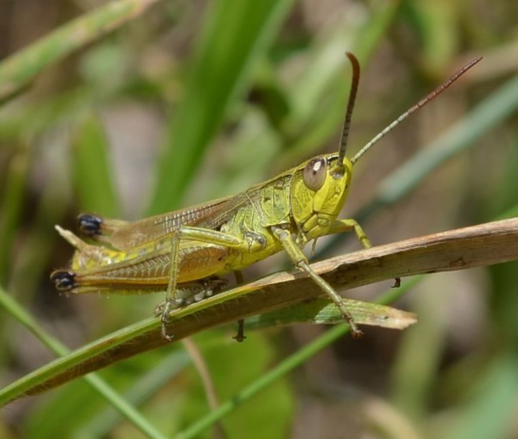 Pseudochorthippus parallelus - közönséges rétisáska