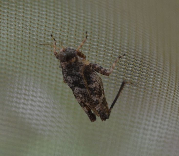 Tetrix bipunctata - kétpettyes tövishátúsáska