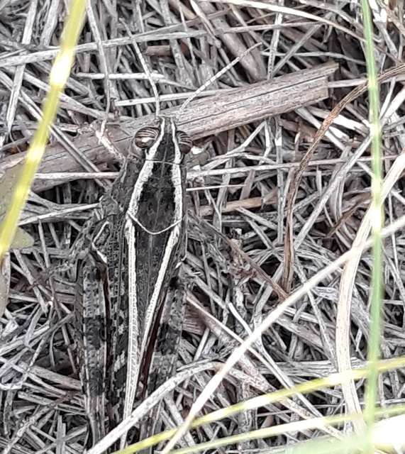 Calliptamus italicus - olaszsáska