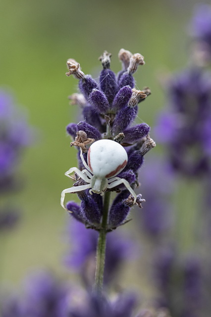 Misumena vatia - viráglakó karolópók