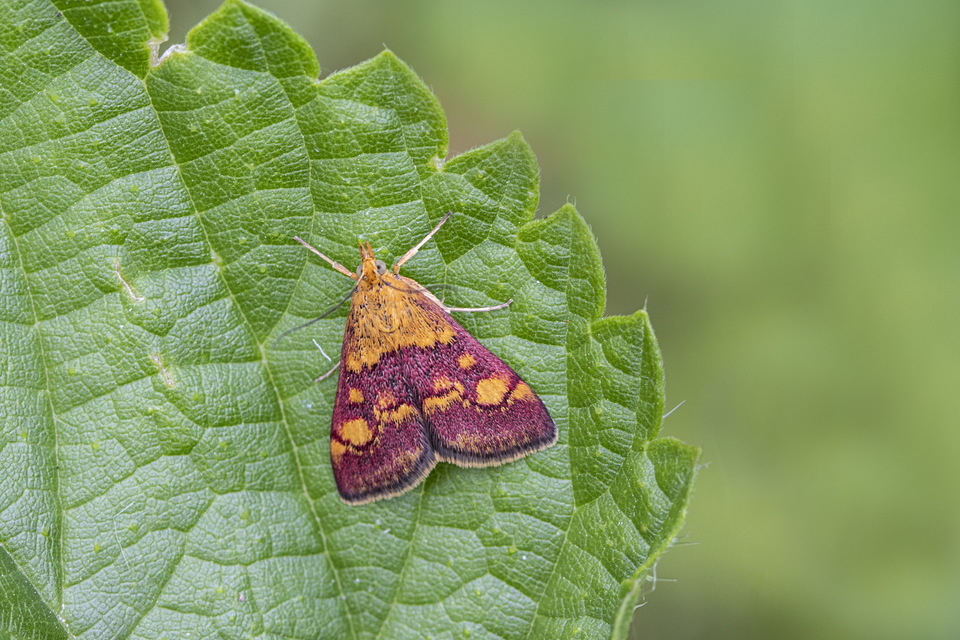 Pyrausta aurata - aranyló bíbormoly