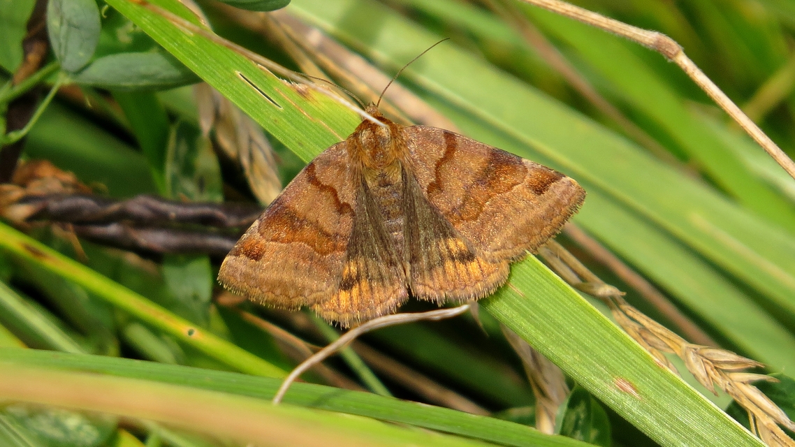 Euclidia glyphica - közönséges nappalibagoly