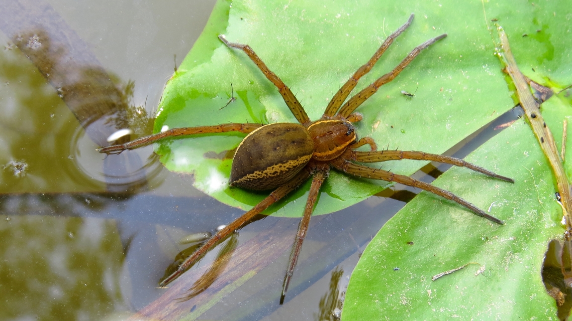 Dolomedes fimbriatus - szegélyes vidrapók