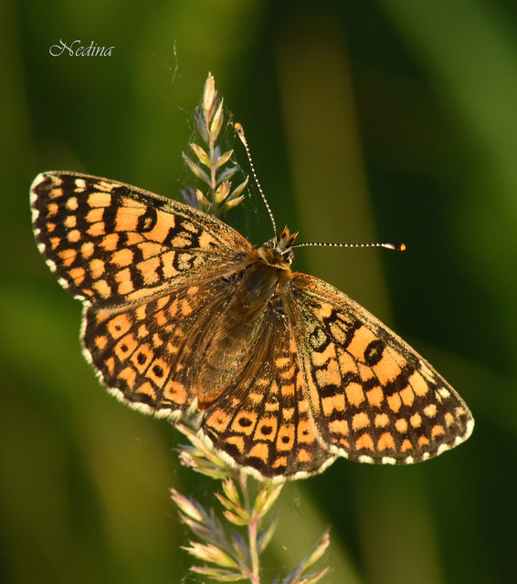 Melitaea cinxia - réti tarkalepke