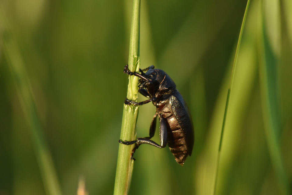 Dorcadion aethiops - fekete gyalogcincér