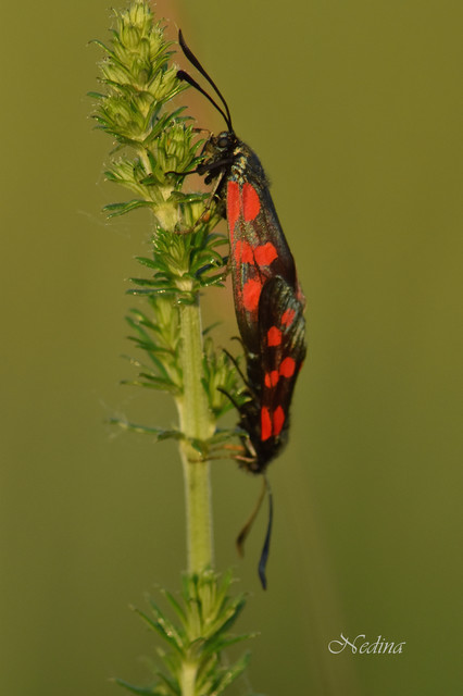 Zygaena filipendulae - acélszínű csüngőlepke