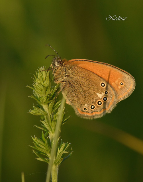 Coenonympha glycerion - közönséges szénalepke