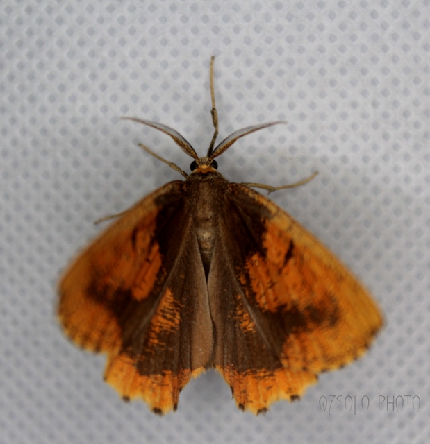 Angerona prunaria - sárga kökényaraszoló