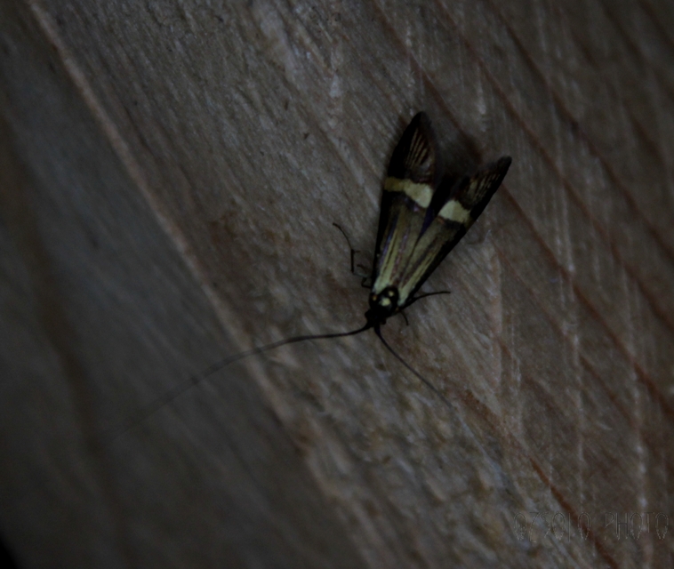 Nemophora degeerella - pompás tőrösmoly