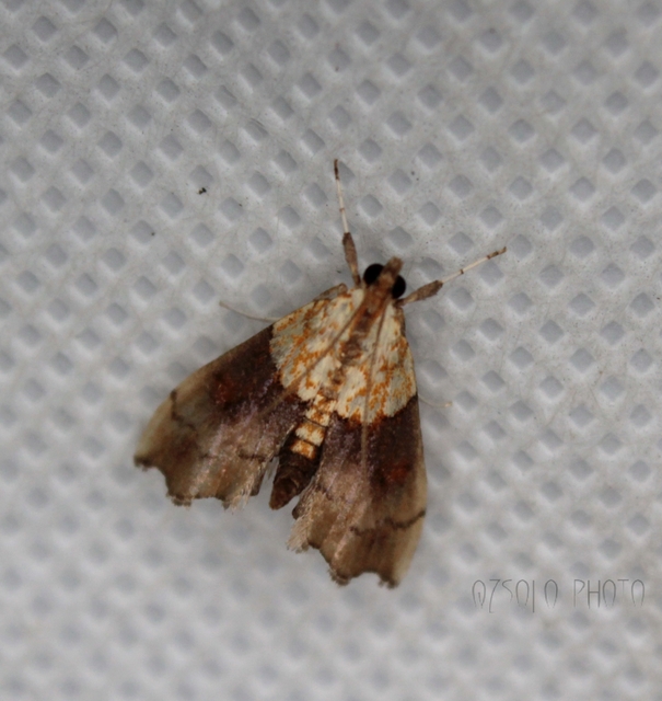 Agrotera nemoralis - ligeti tűzmoly