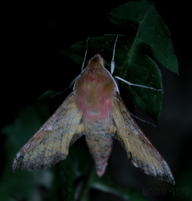 Deilephila porcellus - piros szender