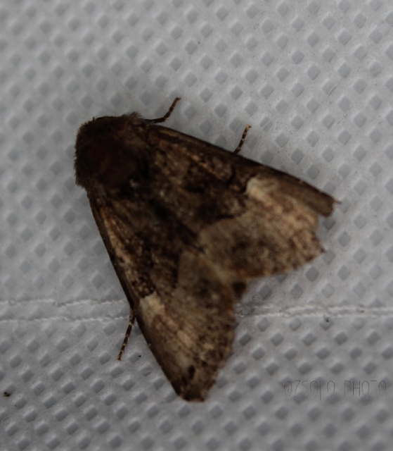 Euplexia lucipara - szeder-csipkésbagoly