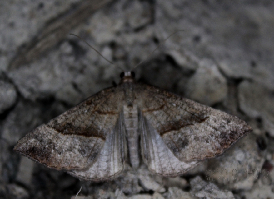 Hypena proboscidalis - ormányos karcsúbagoly