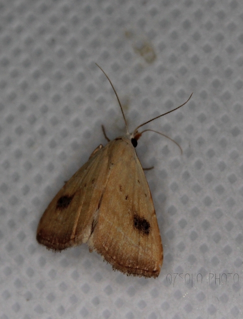 Rivula sericealis - selymes lórombagoly