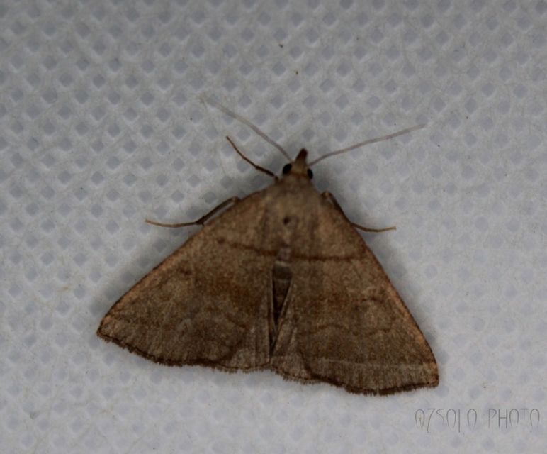 Herminia tarsicrinalis - szőröslábú karcsúbagoly