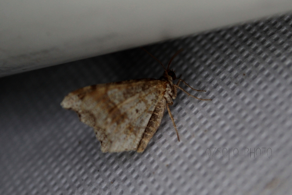 Macaria alternata - közönséges szürkearaszoló