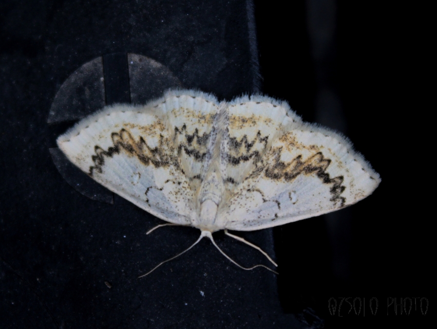 Cyclophora annularia - gyűrűs pettyesaraszoló