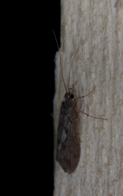 Trichoptera - Tegzesek