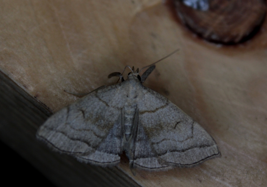 Herminia tarsicrinalis - szőröslábú karcsúbagoly