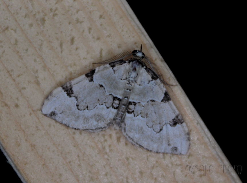 Colostygia pectinataria - zöld levélaraszoló