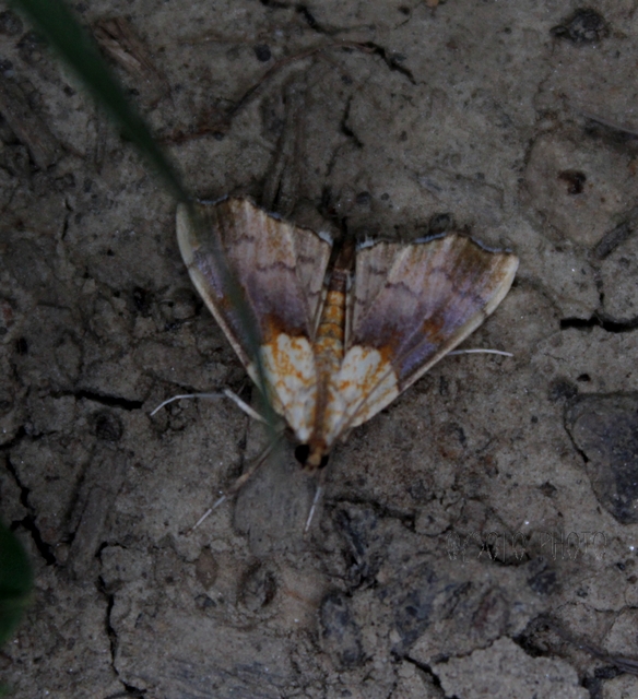 Agrotera nemoralis - ligeti tűzmoly