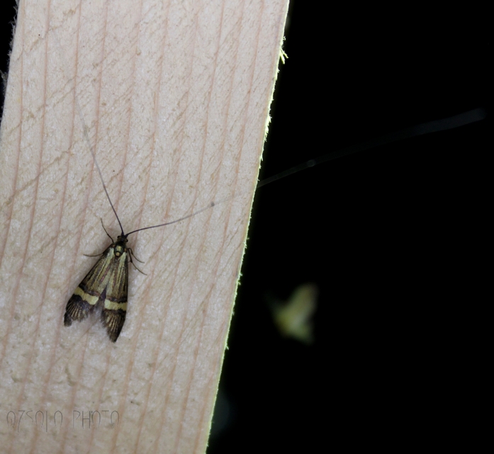 Nemophora degeerella - pompás tőrösmoly