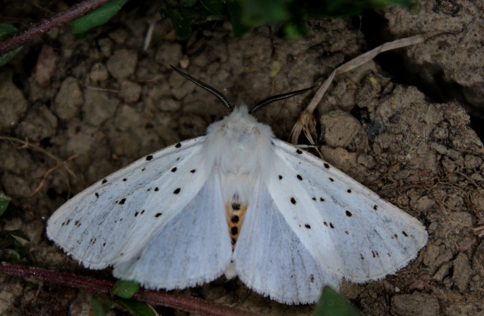 Spilosoma lubricipedum - tejszínű medvelepke