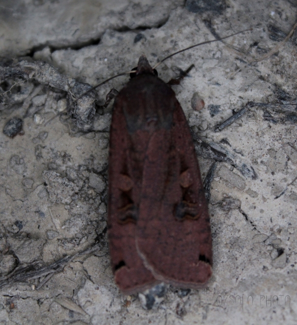 Noctua pronuba - nagy sárgafűbagoly