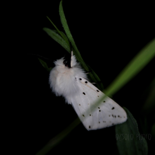 Spilosoma lubricipedum - tejszínű medvelepke