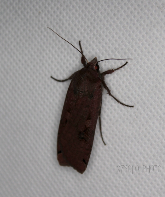 Noctua pronuba - nagy sárgafűbagoly