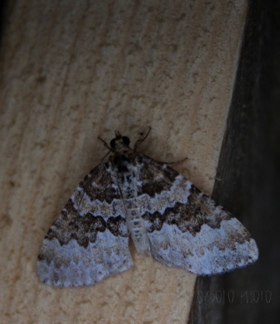Electrophaes corylata - mogyoró-araszoló